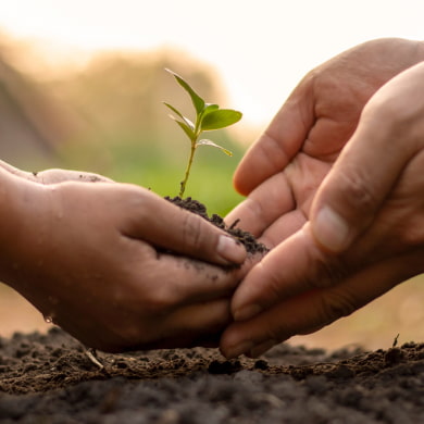 two sets of hands, one holding a tiny plant with soil